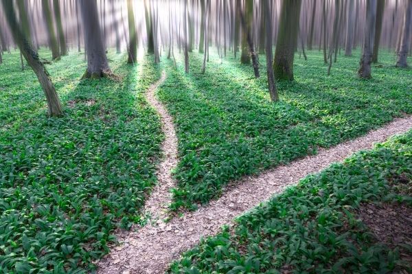 two paths on forest ground to symbolize making fewer decisions