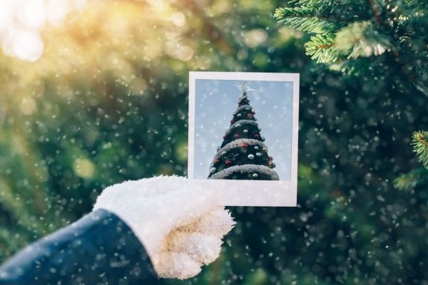 person holding up picture of christmas tree to evergreen tree to get ready for christmas in november