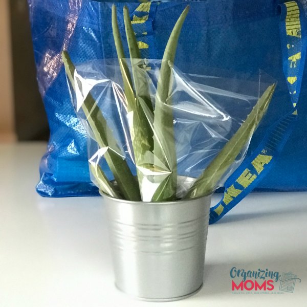 Aloe plant from IKEA.