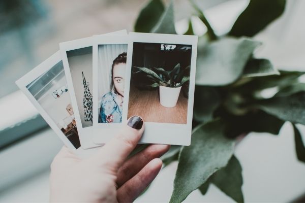 image of photo organization with 4 photographs in front of plant