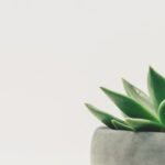 succulent plant in gray container