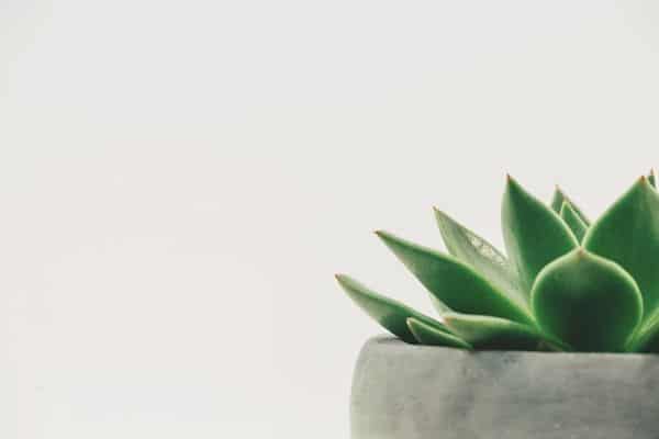 succulent plant in gray container