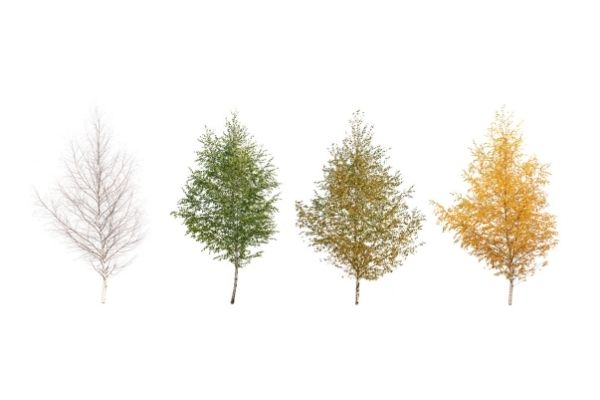 trees in all four seasons on white background